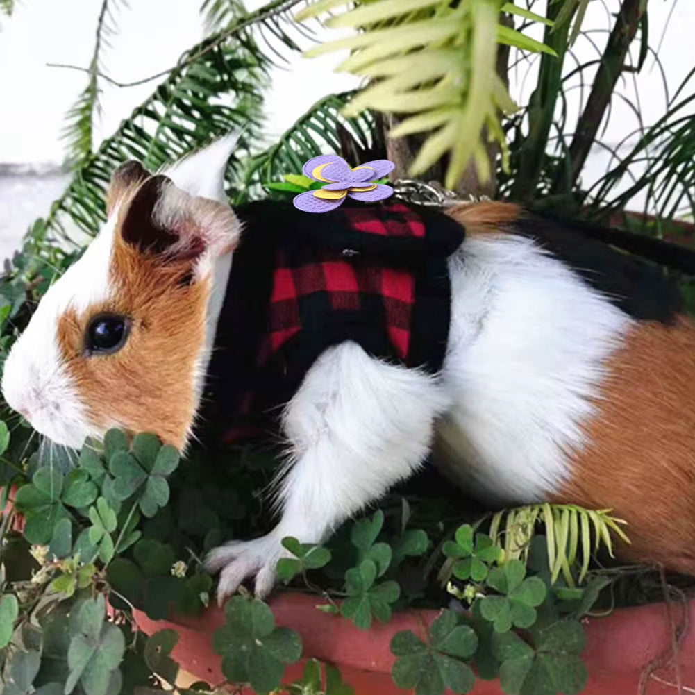 Guinea pig wearing a black-and-red patterned small-pet harness