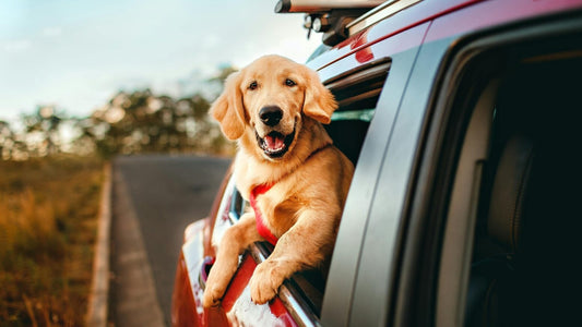 The Simple Car Upgrade Every Dog Owner Needs