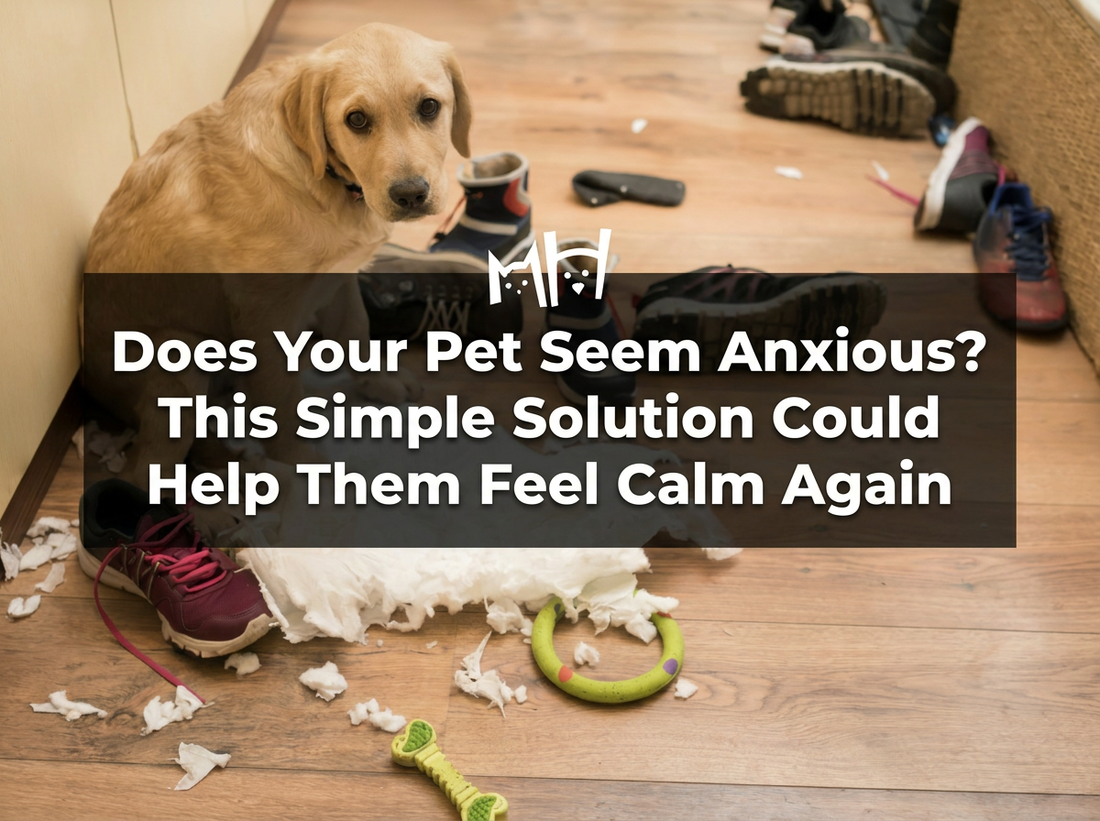 Does Your Pet Seem Anxious? This Simple Solution Could Help Them Feel Calm Again