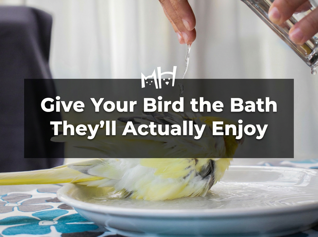 Give Your Bird the Bath They’ll Actually Enjoy