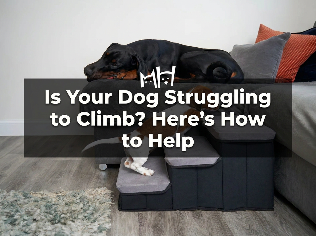 Is Your Dog Struggling to Climb? Here’s How to Help
