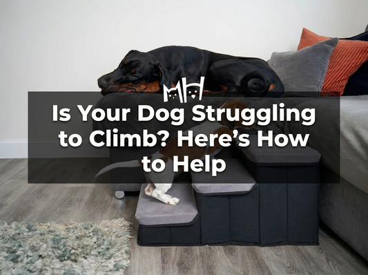 Is Your Dog Struggling to Climb? Here’s How to Help
