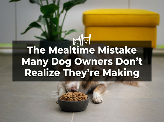 The Mealtime Mistake Many Dog Owners Don’t Realize They’re Making