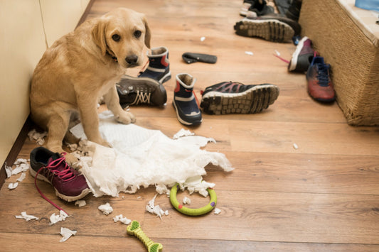 Does Your Pet Seem Anxious? This Simple Solution Could Help Them Feel Calm Again