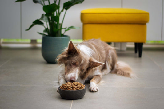 The Mealtime Mistake Many Dog Owners Don’t Realize They’re Making
