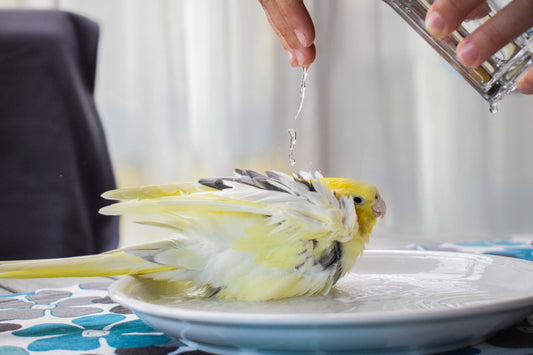 Give Your Bird the Bath They’ll Actually Enjoy