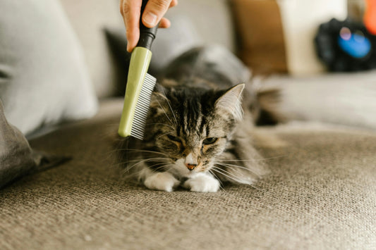 Pet Hair Everywhere? Here’s What Actually Helped Me