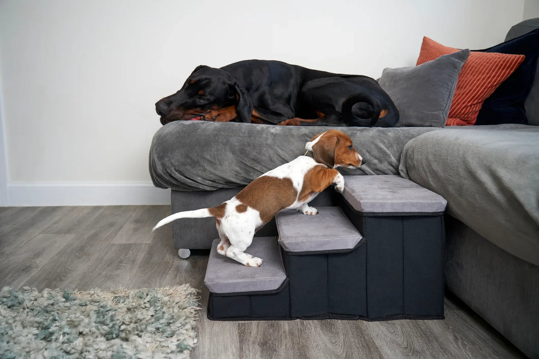 Is Your Dog Struggling to Climb? Here’s How to Help
