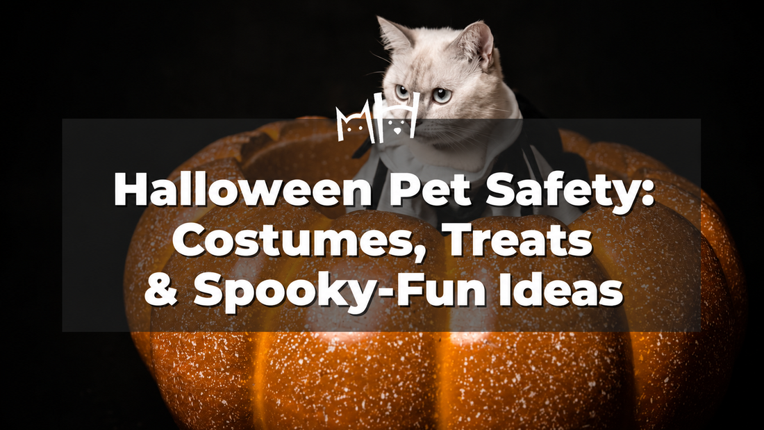 Halloween pet safety: costumes, treats and spooky-fun ideas