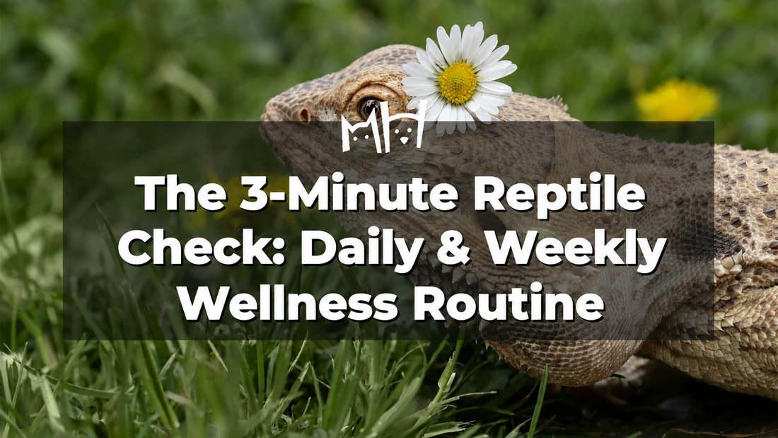 Bearded dragon with a daisy — The 3-Minute Reptile Check daily and weekly wellness routine