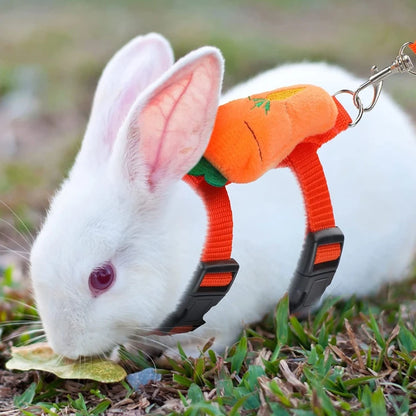 White rabbit wearing the carrot harness