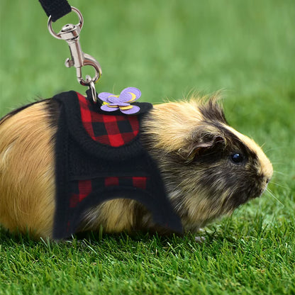 Guinea pig wearing the red plaid harness and leash