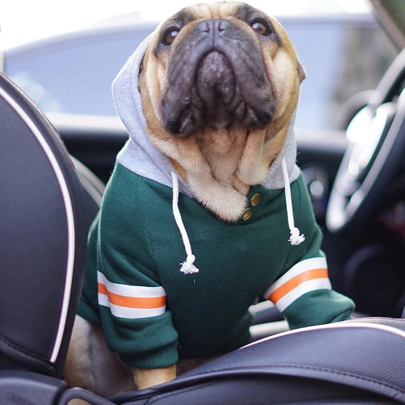 Dog wearing the green hoodie