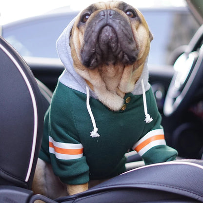 Dog wearing the green hoodie