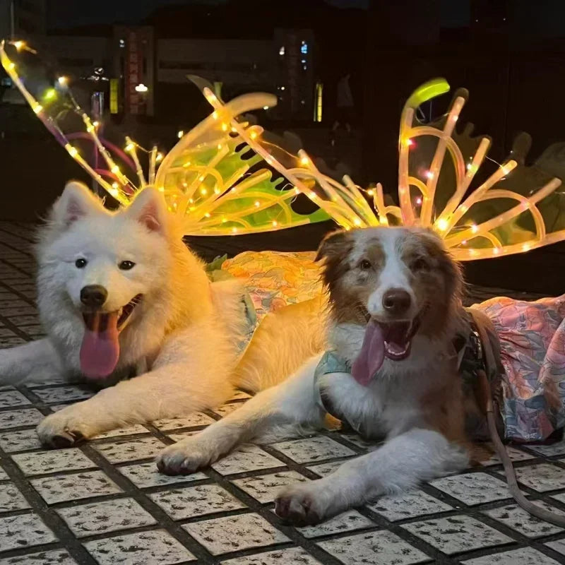 Glowing butterfly wings costume for dogs