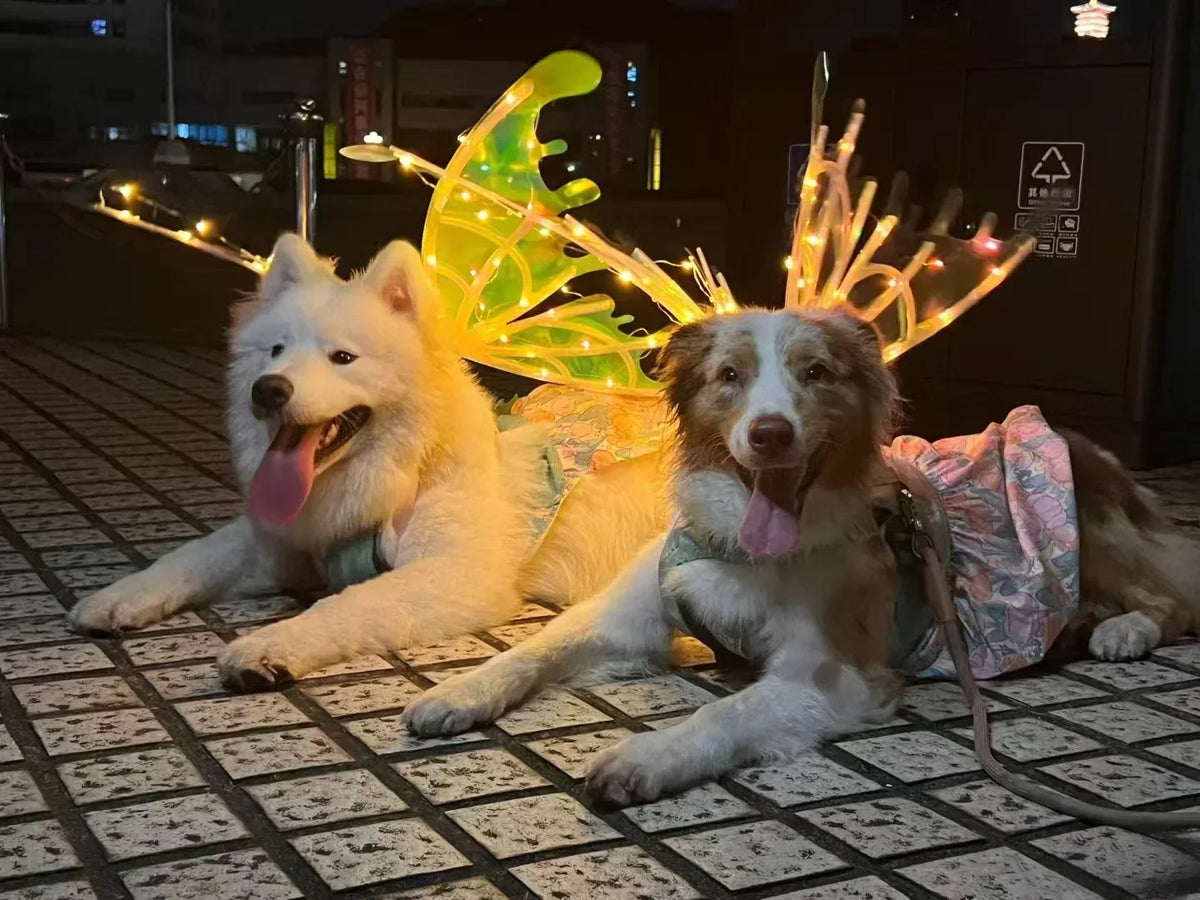Dogs wearing glowing butterfly-wing costumes