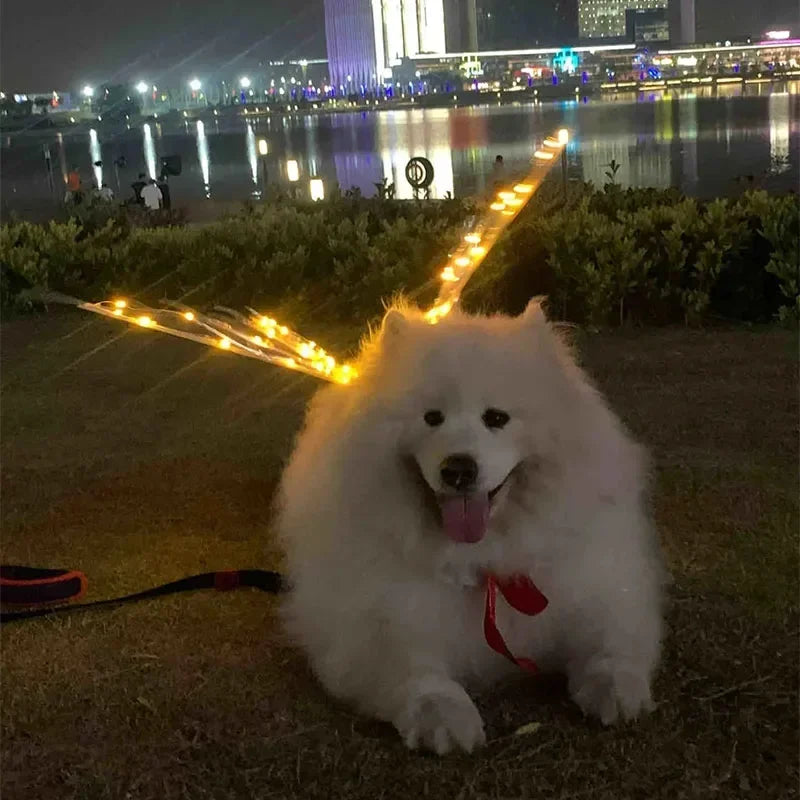 Samoyed wearing LED butterfly wings