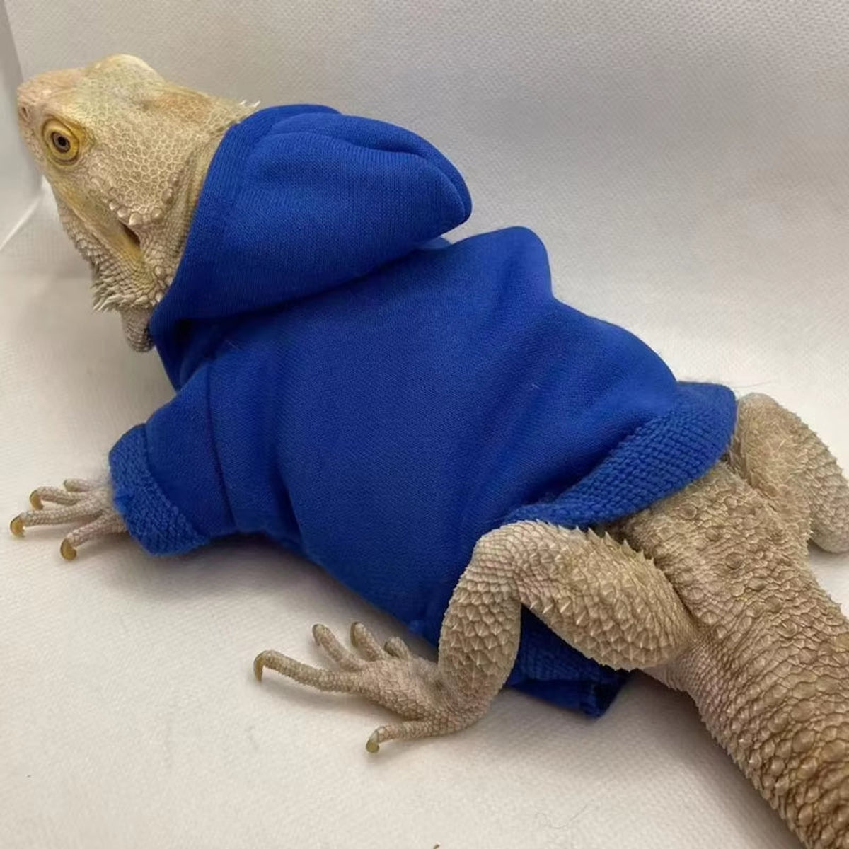 Bearded Dragon Costume — featured product image