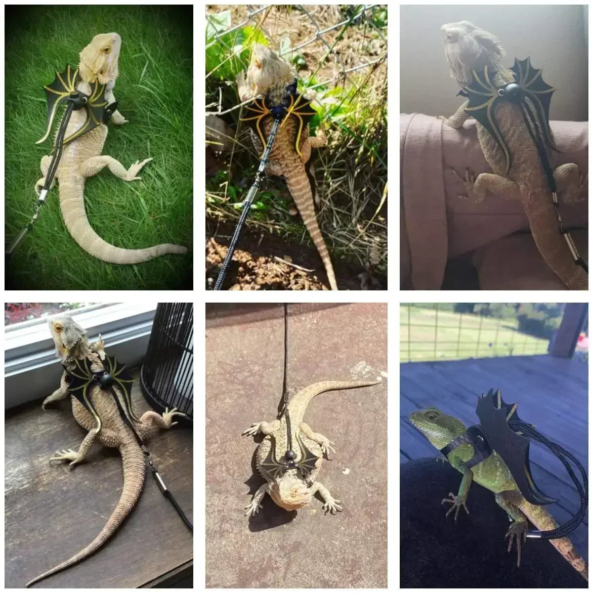 Bearded Dragon Leash Harness