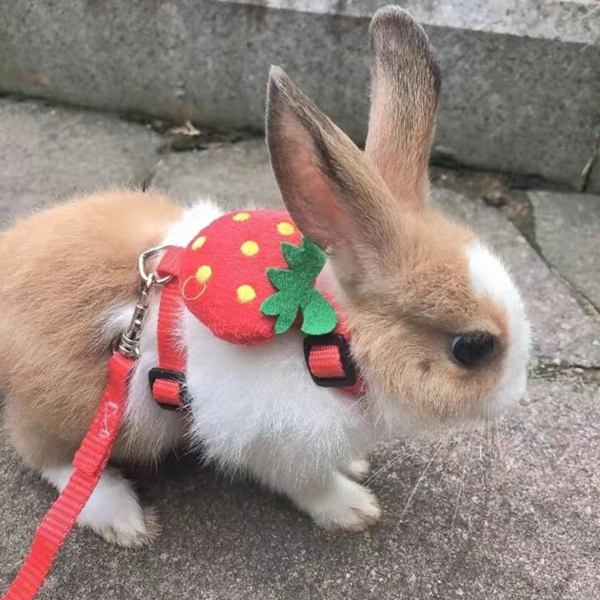 Rabbit wearing the strawberry-pattern harness and leash