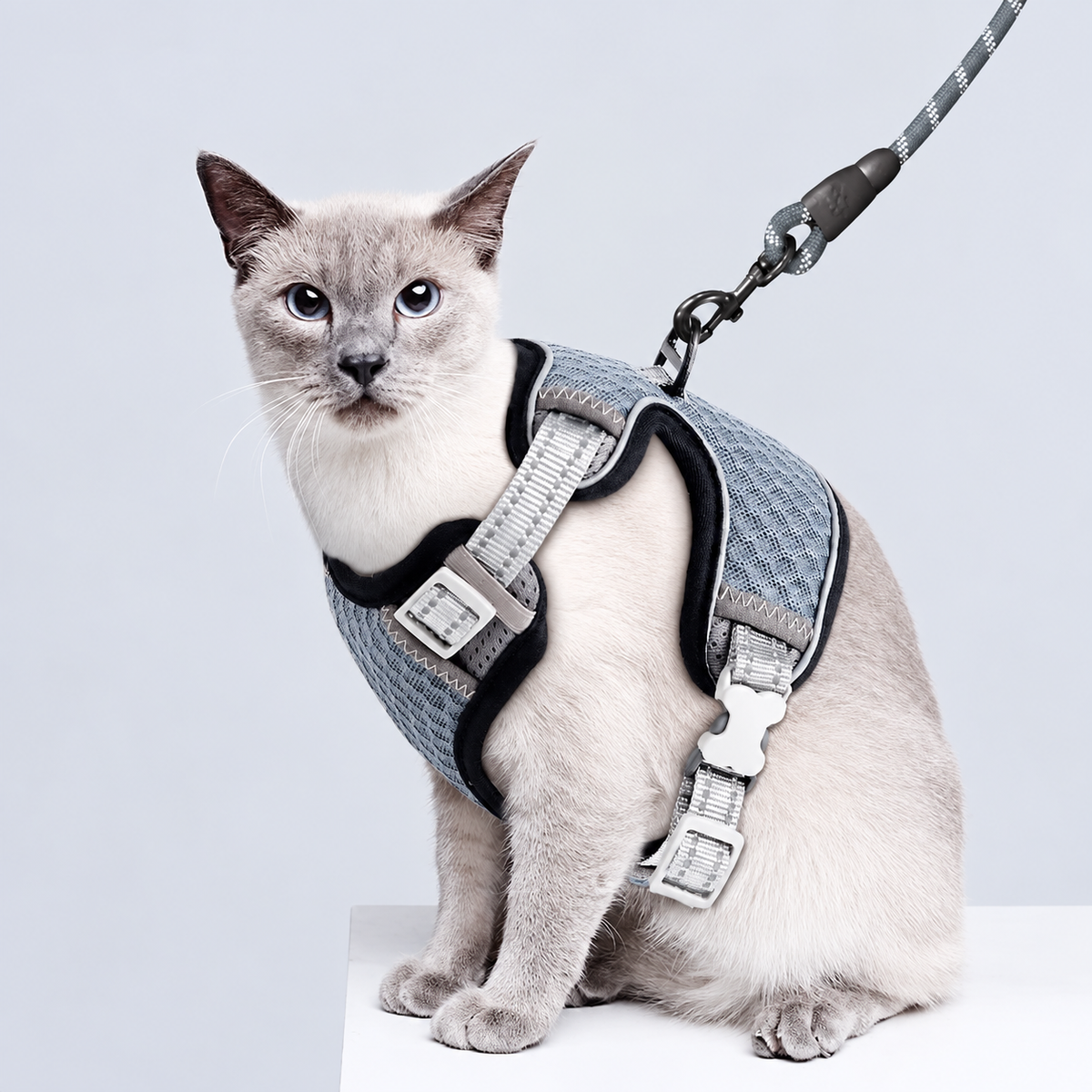 Siamese cat wearing a gray mesh harness and reflective leash