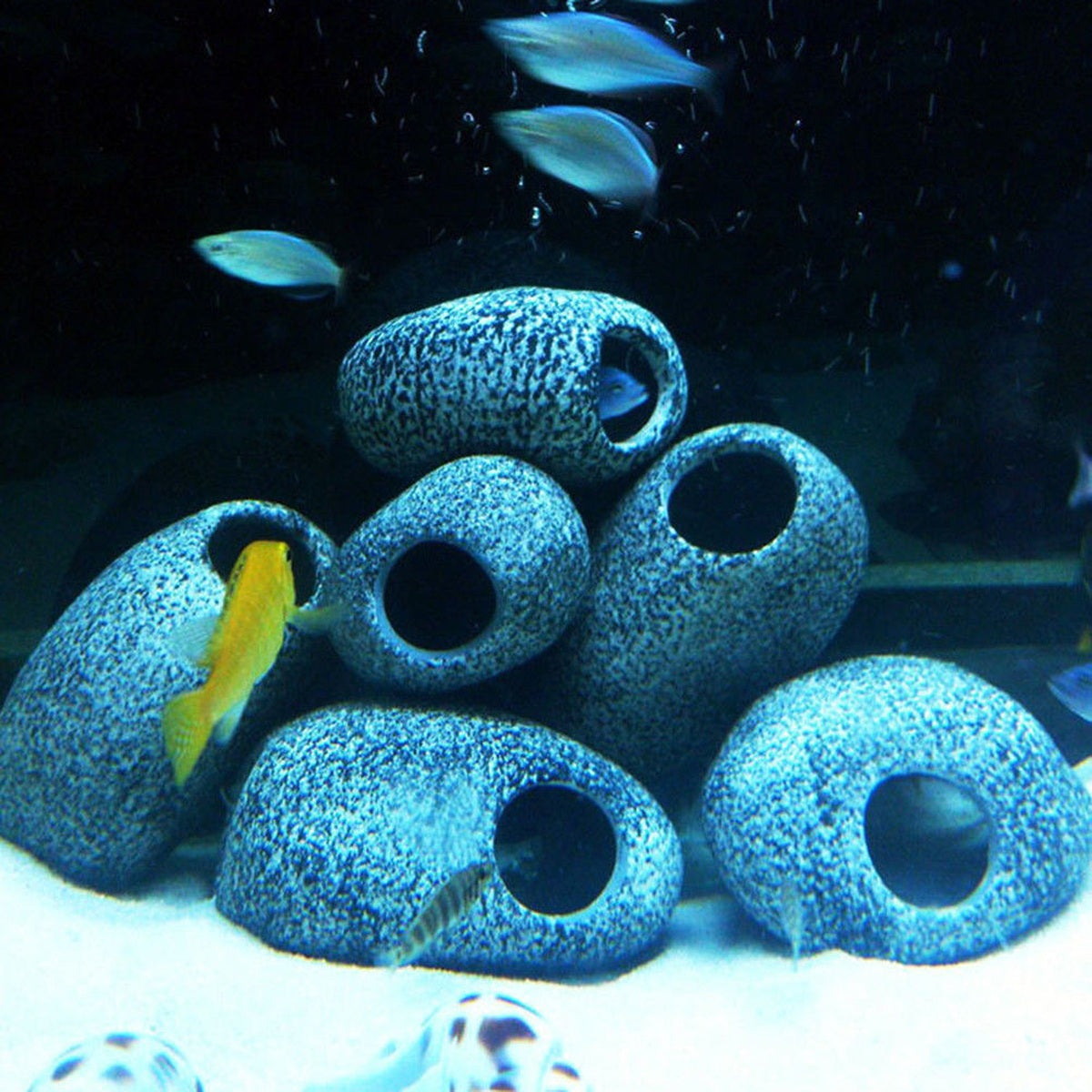 Fish exploring a gray ceramic cichlid cave