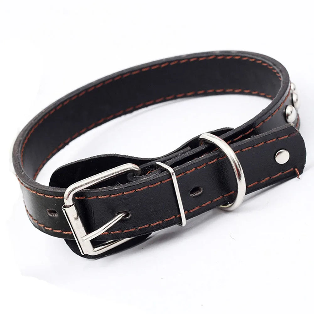 Studded wide collar shown on a dog