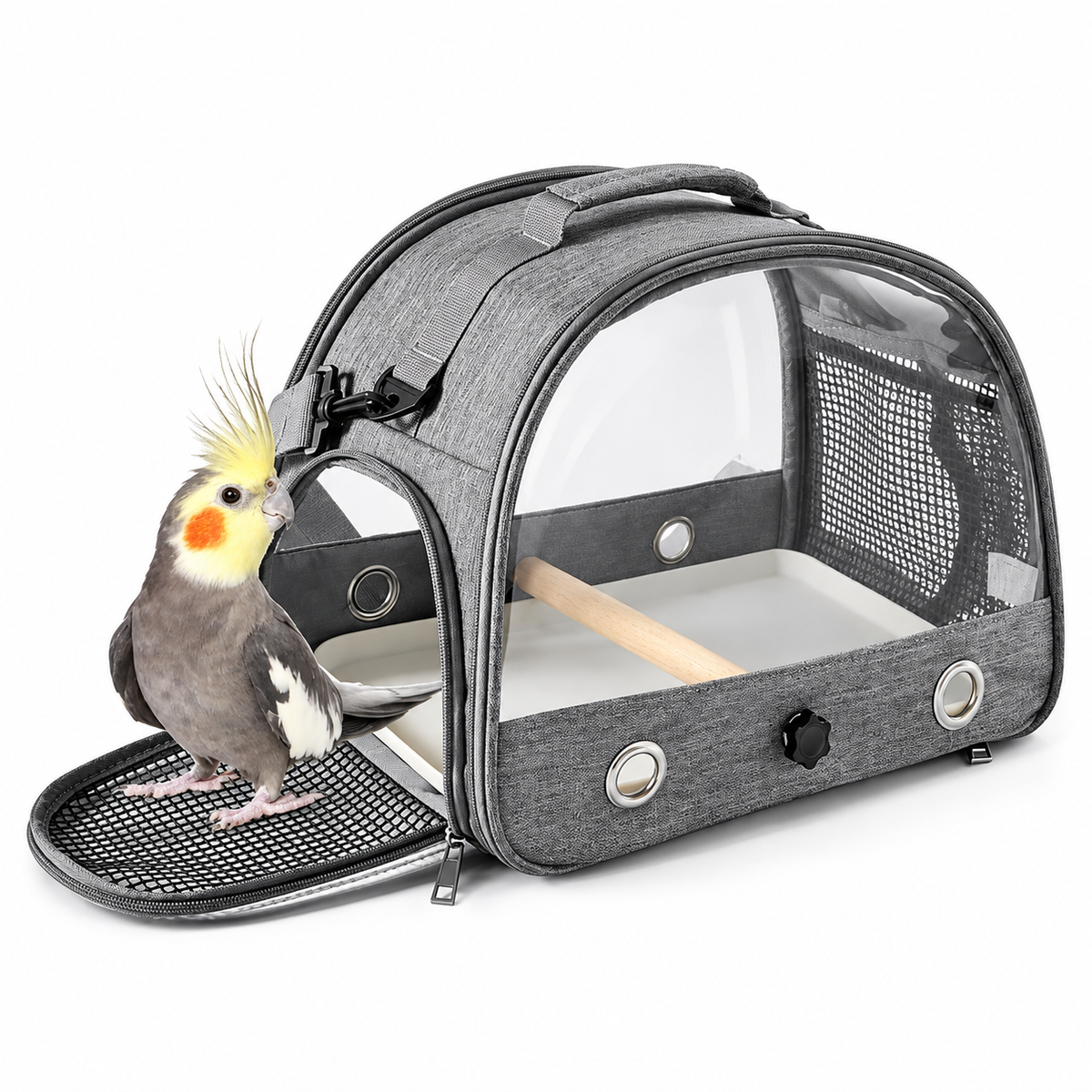 Cockatiel beside a gray foldable bird travel carrier with perch and tray