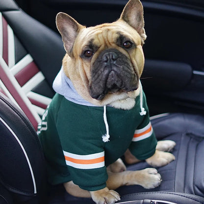 Dog wearing a green Grandy collegiate hoodie