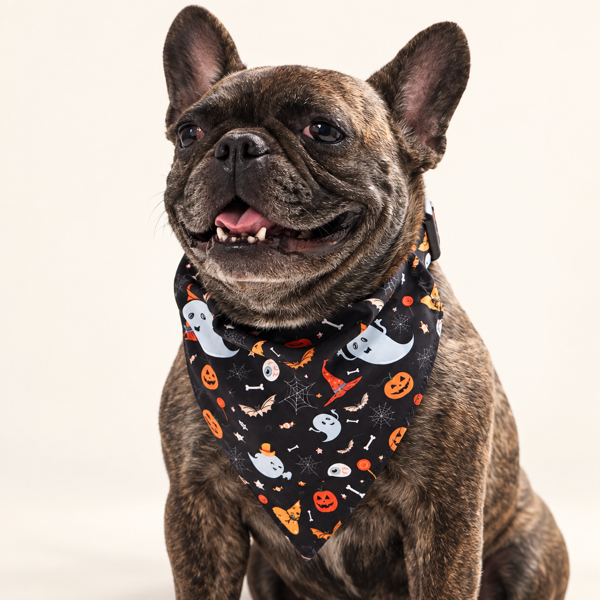 Brindle French bulldog wearing a black Halloween bandana collar
