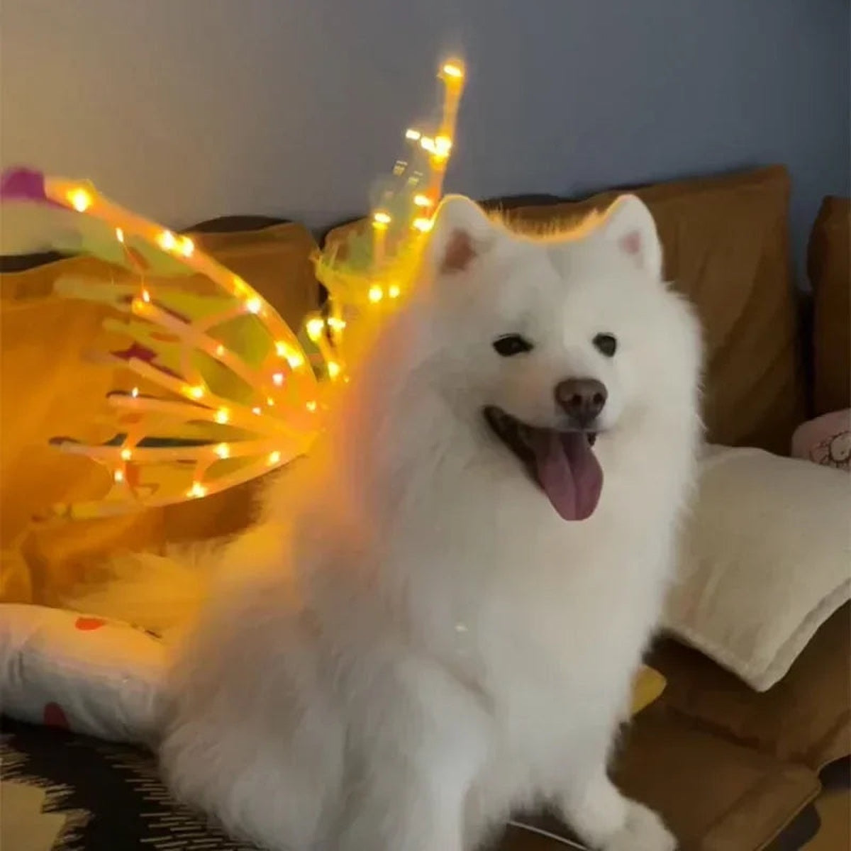Dog wearing glowing LED butterfly wings