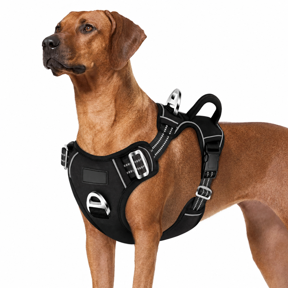 Brown dog wearing a black no-pull harness with reflective trim