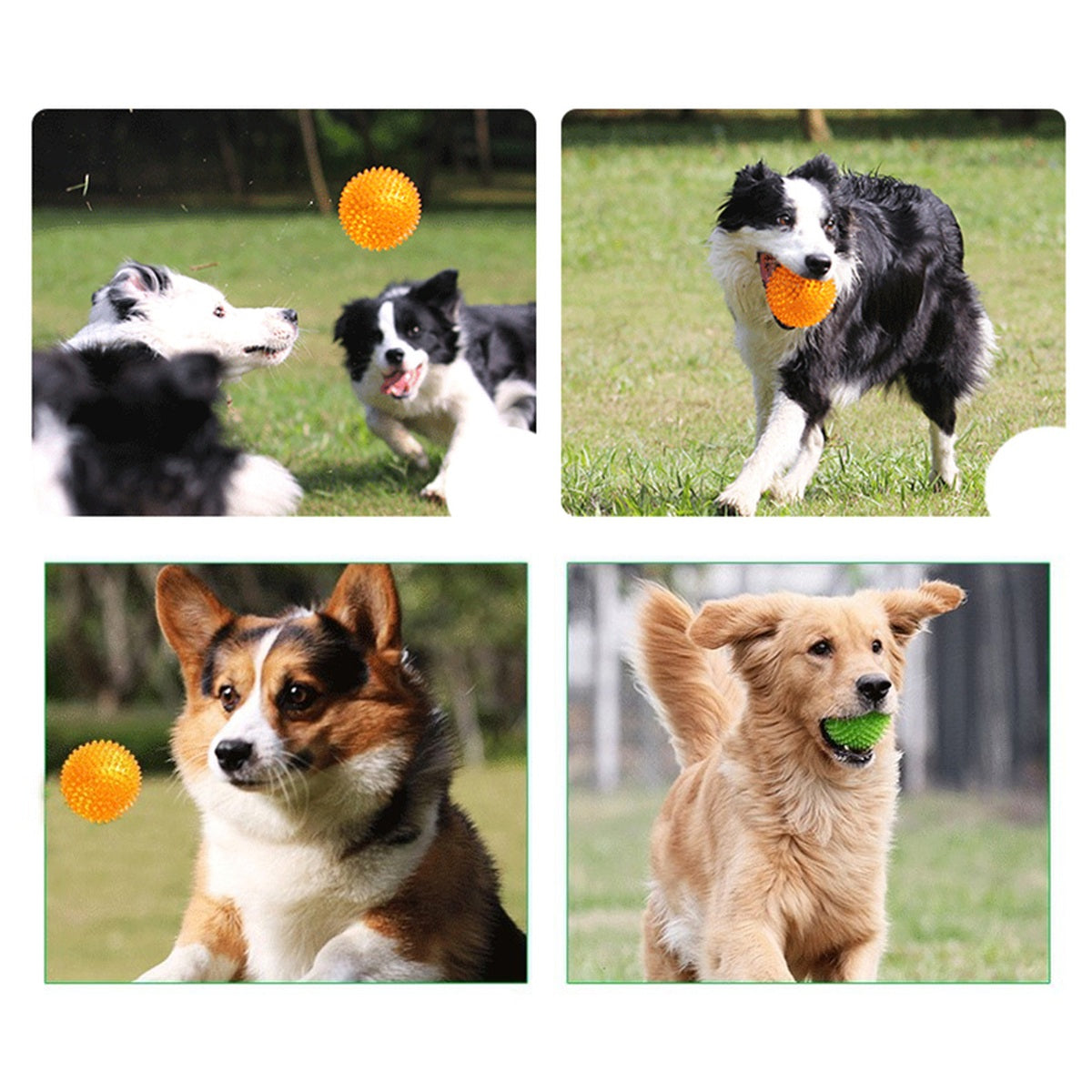Dogs playing with spiky squeaky balls