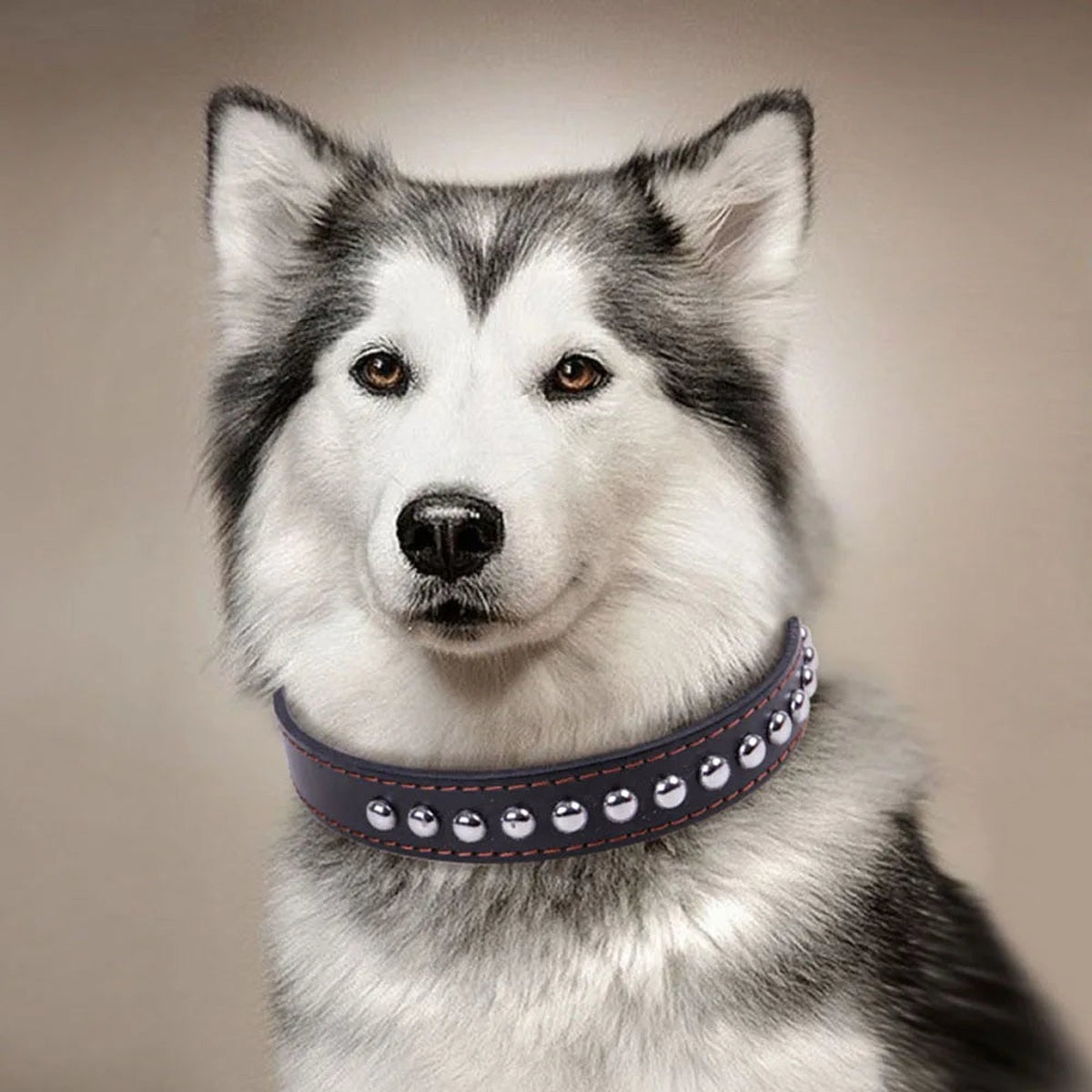 Black wide dog collar with metal studs
